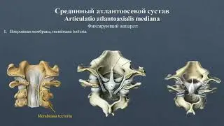 Анатомия срединного атлантоосевого сустава: строение, классификация, фиксирующий аппарат, движения