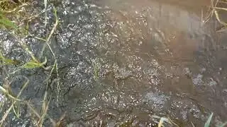 barish ka Pani fasal nuksan Madhubani (Bihar) Ankit        hmrr
