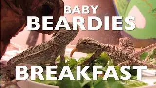 Baby Beardies Eat Breakfast