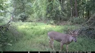 Trail Cam Footage, Aug 20 - 25 2024: White-tailed Deer