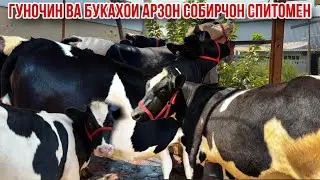 The bull and the milk of Sobirjon Spitomen August 14, 2025.