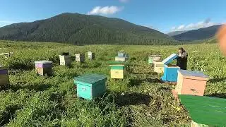 Пасека в верховье Катуни.