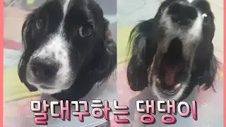 주인에게 말대꾸하는 댕댕이 (무슨 말을 하는걸까?)