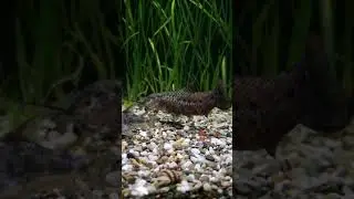 Сомы на чиле