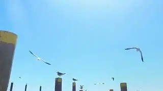 the bird is the word