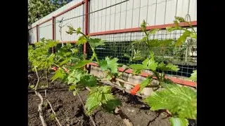 Виноградник на 14 апреля