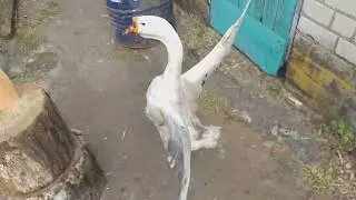 Гусыня домашняя)