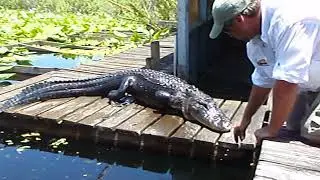 Everglade Gator in the Wild