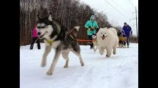 езда на нартах ( адаптивный ездовой спорт )