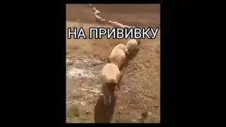 на прививку