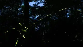 Great Smoky Mountains Synchronous Fireflies in VR