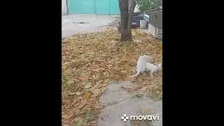 Кошка с котёнком играються в осенних листьях .