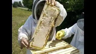 Весенние роботы на пасеке,Один день в жизни пчеловода,Пчеловодство 2020,Ловля роев