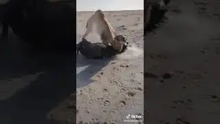 I have never seen anything like this