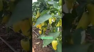 Самый лучший перец для фарширования