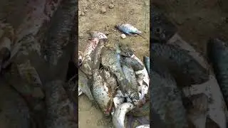 Mancing dengan lumut dapat banyak ikan tawes