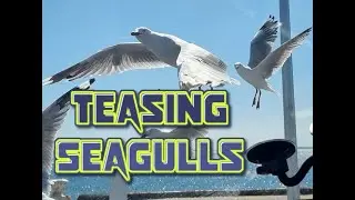 Teasing the seagulls again