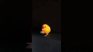 Попугай какарик ест