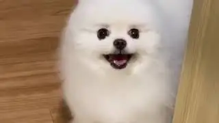 Cute pomeranian puppy ❤️💖