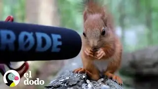Niña cría cuatro ardillas rojas bebés huérfanas en medio del bosque | El Dodo