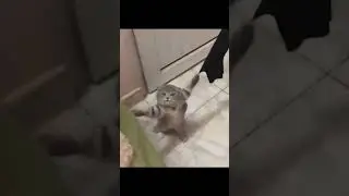 cute kitten 🥰😍😺 #shorts #viral#cat #catshorts #kitten #cute #baby #shortsvideo #trending #catshorts