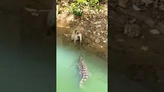 #funnyvideo #monkey #crocodile
