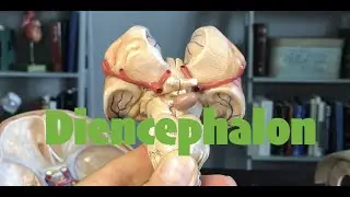 Diencephalon