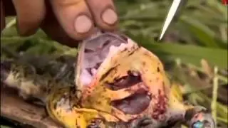 Man Vs Wild   Catching A Giant Bull Frog For Dinner