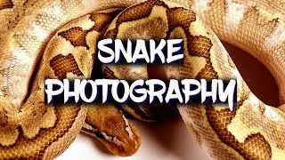 How to photograph your reptiles