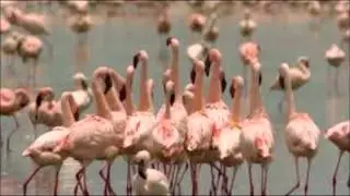Gerti Flamingo - Bingo player Rattle (SamY 2013)