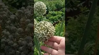 Готовлю свои семена лука Эксибишен. Уход за грядкой с многолетними луками и заготовка на зиму