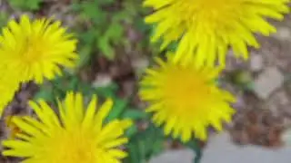 Natura în fotografii