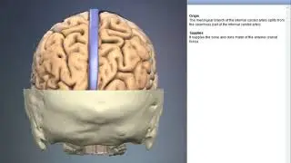 Internal carotid artery: meningeal brach | Arteries of head and neck | 3D Human Anatomy | Organs