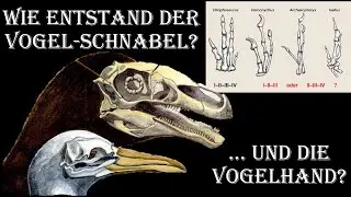 Vom Dino zum Vogel Teil 5: Schnabel, Finger, Becken und Gabelbein