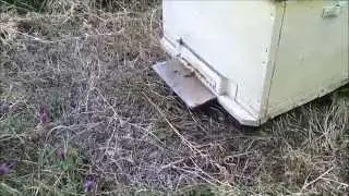 Слёт пчелы перед грозой.