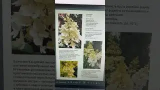 Каталог гортензий. 