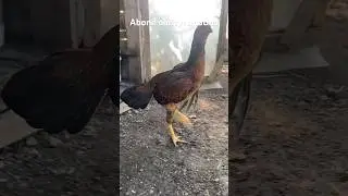 Atmacanın saldırıp alamadığı damızlık tavuk star gözünün gördüğü herşeye saldırıyor insana özellikle