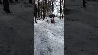 Встретил пёсика ❤️ #shorts #shortsvideo