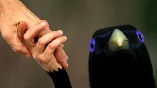 Дешёвка поймана за руку