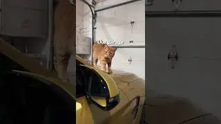 It’s hard to explain this 😅🐈