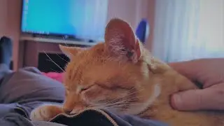 Happy Cat Purring Smoothly