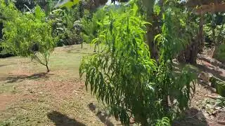 Razones para controlar los hongos de los arboles de melocotones en el tropico.