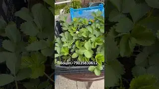 УСЛОВИЕ ОТПРАВКИ  САЖЕНЦЕВ ЛЕТОМ. #огород #сад #strawberry #дача