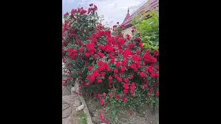 Шикарные плетистые роззы (Gorgeous climbing roses.)