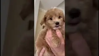 Первые кадры малыша Барни. Ч.1 . / The first shots of baby Barney. #мальтипу  #dog  #shorts