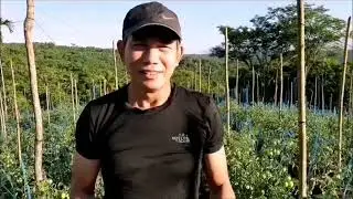 Tomato Project l Initial Harvest! - 