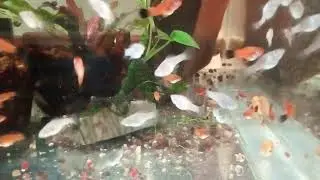 Оживляем Артемию!!) ч.1