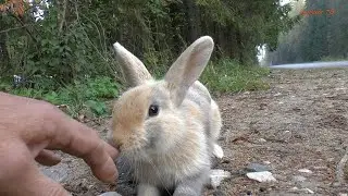 Кролик на обочине!