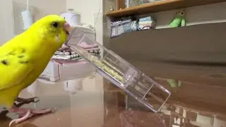 フォージングトイと、セキセイインコ Budgerigar Forging
