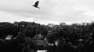 Ambient Sounds : Monochrome Cityscape